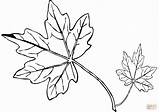 Maple Coloring Leaf Pages Drawing Leafs Colouring Easy Lovely Getdrawings Printable sketch template