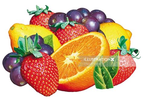 fruit collection illustration  steinar lund