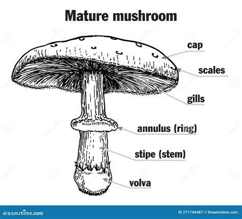 mushroom structure  school royalty  stock image cartoondealercom