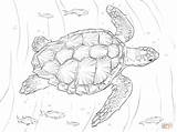 Turtle Coloring Pages Sea Loggerhead Realistic Turtles Drawing Printable Supercoloring Hawksbill Para Dibujo Dibujos Color Tortugas Dibujar Marinas Drawings Adult sketch template