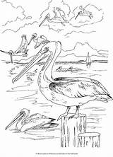 Coloring Birds Gulf Coast Pages Book Creative Beautiful Haven Dover Freshwater Printable Doverpublications Publications Welcome Brown Pelicans Bird Adult Designlooter sketch template