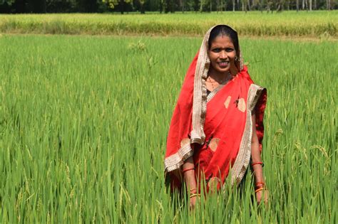 india sri farming enhances paddy produce  women farmers  uttar