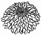 Chrysanthemum Coloring Pages Drawing Flower Getdrawings Getcolorings Henkes Kevin sketch template