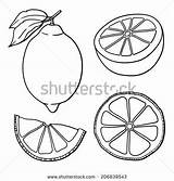 Lemon Drawing Lemons Drawings Graphic Shutterstock Vector Isolated Getdrawings sketch template