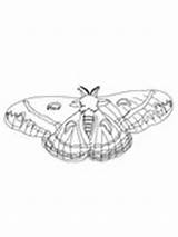 Moth Coloring Silk Cecropia Pages Caterpillar Woolly Bear 71kb 176px sketch template