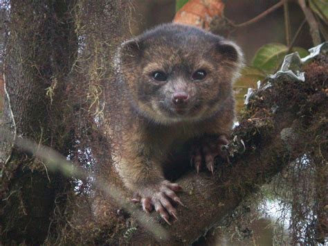 carnivorous mammal  olinguito business insider