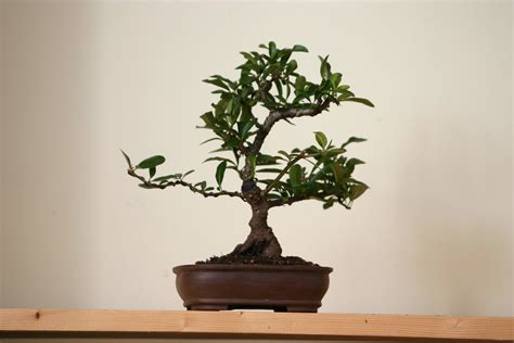 pyrocanthus shohin raw bonsai