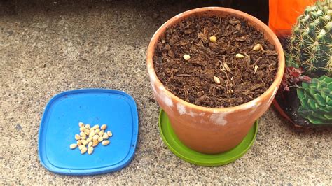 growing cherry trees  seed  plants