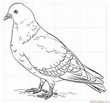 Pigeon Coloring Draw Rock Drawing Pages Drawings Outline Printable Pigeons Penguins Supercoloring Bird Kids Template Flower Tutorials Easy Sketch Birds sketch template
