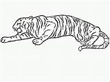 Tiger Coloring Tigre Tigers Malvorlage Kostenlos Preparando Ataque Siberiana Bestcoloringpagesforkids Pintarcolorir Tudodesenhos Paginas Bengala Couche Drucken sketch template