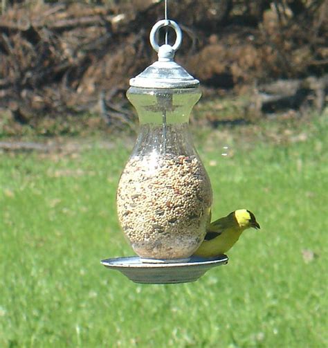 yellow finch   bird feeder  storybooklife blog cre flickr