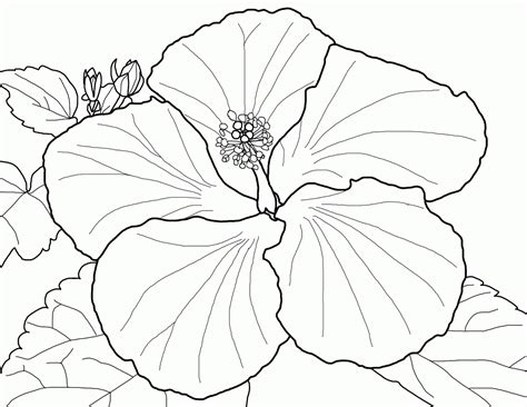 coloring pages  hibiscus flowers coloring home
