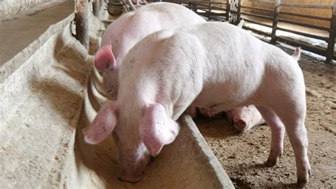 Sex with farm livestock