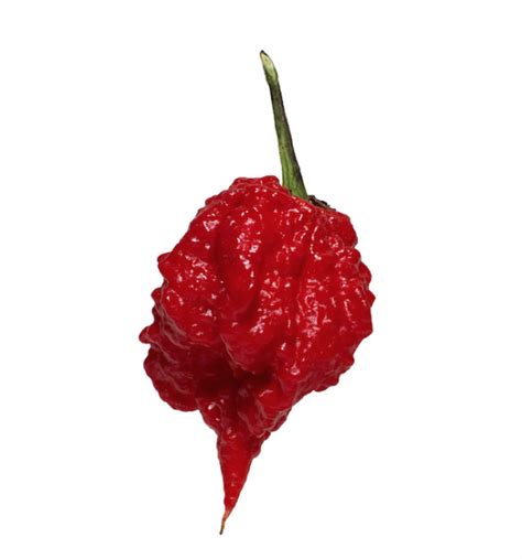 what are the spiciest peppers in the world