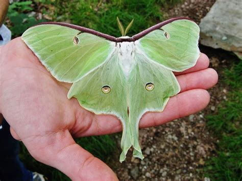 actias luna luna moth moth cocoon moon moth moth caterpillar luna