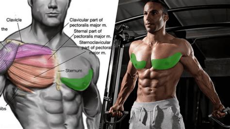 exercise  build  muscle mass    chest boxrox