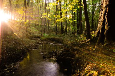 forest landscape tree sunlight sunshine beautiful water