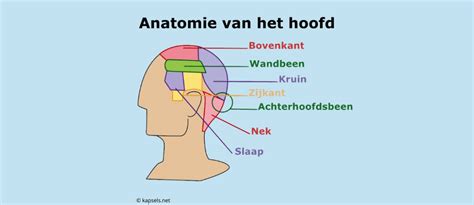 anatomie van het hoofd en de hoofdzones gebruikt voor haarsnitten
