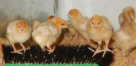 chicken feed helping  welfare   range hens rcsiro