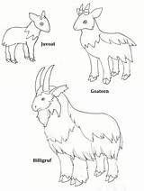 Goats Gruff Goat Troll Coloringhome sketch template