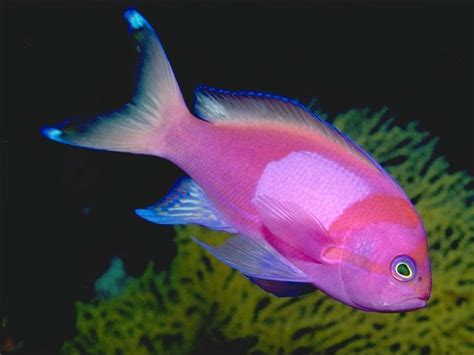 amazing beauty  sea life beautiful pictures  deep sea fish