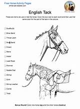 Tack Activity Stables Grooming Question Tools sketch template