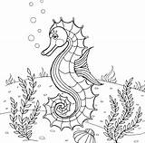 Seahorse Seahorses Verbnow Swimming sketch template