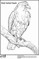 Hawk Coloring Pages Harris Red Tailed Bird Read 79kb 1500px Title Ministerofbeans sketch template