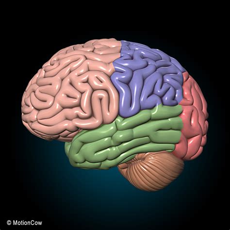 fbx human brain anatomy