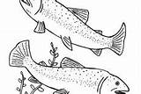 Apache Trout Coloring Pages Delicious Fish sketch template