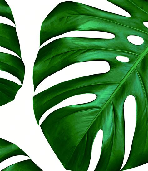 printable tropical leaves