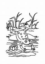 Frog Coloring Pages Lily Jumping Pad Clipart Cartoon Leap Frogs Life Amphibian Cycle Animals Kids Cliparts Leaping Outline Pads Color sketch template