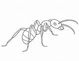 Ant Coloring Ants Pages Drawing Printable Line Clipart Kids Animal Drawings Cycle Life Children Picnic Insect Designlooter Supercoloring Categories Popular sketch template