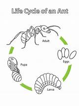 Cycle Ant Life Coloring Printable Pages Ants Science Cycles Preschool Kids Crafts Insect Biology Supercoloring Animal Kindergarten Worksheet Insects Animals sketch template