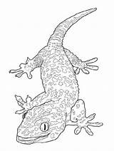 Coloring Gecko Pages Lizard Leopard Bearded Dragon Crested Tokay Drawing Printable Basilisk Kids Line Geckos Getdrawings Flying Reptiles Designlooter Dot sketch template