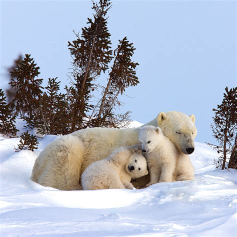 extremely soft  incredibly cute polar bear triplets frolic  canada