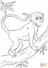 Monkey Tree Coloring Cartoon Pages Drawing Printable Hanging Realistic Monkeys Affe Crafts Affen Ausmalbild Animals sketch template