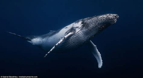 Pictures Show 40 Ton Humpback Whales As They Glide Through The Ocean