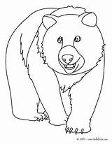 Bear Face Polar Drawing Coloring Getdrawings sketch template