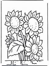 Girasoles Girassois Girasoli Sonnenblumen Zonnebloemen Kleurplaten Tournesols Blomster Fargelegg Allerlei Coloriages Pubblicità sketch template