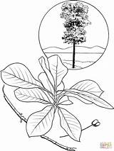 Tree Gum Coloring Pages Tupelo Supercoloring Silhouettes Drawing sketch template