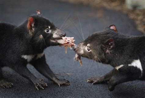 contagious cancer   afflict tasmanian devils