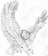 Eagle Coloring Bald Pages Kids Printable Drawing Color Realistic Soaring Flying Template Mandala Adults Head Eagles Line Harpy Colouring Adult sketch template