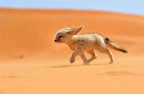 sahara desert fox photo  big photo