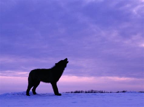 black wolf  twilight wolves wolf howling wolf wolf life