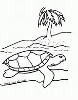 Tortoise Tortue Coloriages Coloring4free Coloringhome sketch template