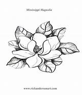 Magnolia Flower Coloring Drawing Pages Flowers Tree Sketch Tattoo Drawings Adult Colouring Outline Pattern Heather Ms Brochure Print Stamps Digi sketch template