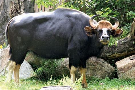 gaur indian wild bovine britannica