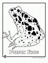 Coloring Endangered Dart Poison Rainforest Animals Pages Frog Animal Zdroj Pinu Animaljr sketch template