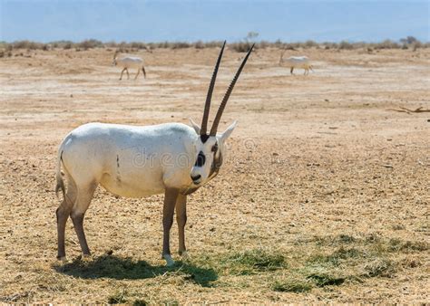 antelope arabian oryx oryx leucoryx stock photo image  environment desert